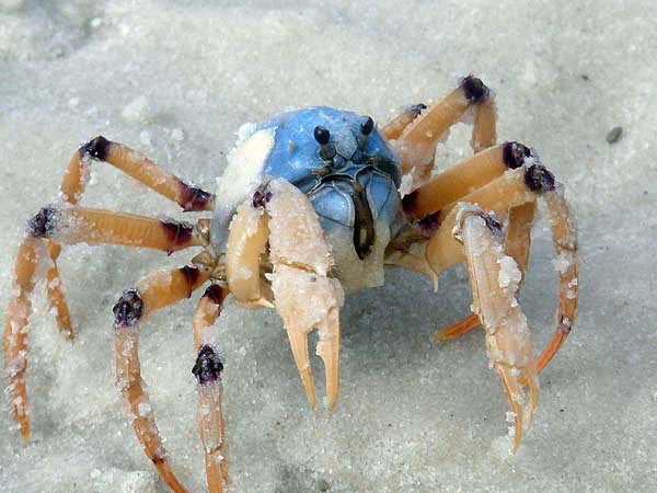 soldier-crab